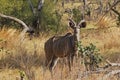 Greater Kudu, tragelaphus strepsiceros, Male standing in Bush, Moremi Reserve, Okavango Delta in Botswana Royalty Free Stock Photo