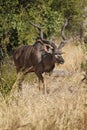 Greater Kudu, tragelaphus strepsiceros, Male standing in Bush, Moremi Reserve, Okavango Delta in Botswana Royalty Free Stock Photo