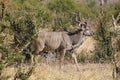 Greater Kudu, tragelaphus strepsiceros, Male standing in Bush, Moremi Reserve, Okavango Delta in Botswana Royalty Free Stock Photo