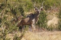 Greater Kudu, tragelaphus strepsiceros, Male standing in Bush, Moremi Reserve, Okavango Delta in Botswana Royalty Free Stock Photo