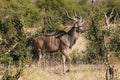 Greater Kudu, tragelaphus strepsiceros, Male standing in Bush, Moremi Reserve, Okavango Delta in Botswana Royalty Free Stock Photo