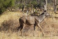 Greater Kudu, tragelaphus strepsiceros, Male standing in Bush, Moremi Reserve, Okavango Delta in Botswana Royalty Free Stock Photo