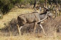 Greater Kudu, tragelaphus strepsiceros, Male standing in Bush, Moremi Reserve, Okavango Delta in Botswana Royalty Free Stock Photo