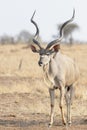 Greater kudu walking in savannah Royalty Free Stock Photo