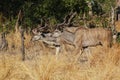 Greater Kudu, tragelaphus strepsiceros, Males standing in Bush, Moremi Reserve, Okavango Delta in Botswana Royalty Free Stock Photo