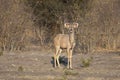 Greater Kudu (Tragelaphus strepsiceros) Royalty Free Stock Photo