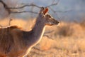 The greater kudu Tragelaphus strepsiceros, portait of the female in morning backlight Royalty Free Stock Photo