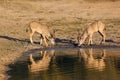 The greater kudu Tragelaphus strepsiceros, two females drinking from waterhole. Two large antelope males drink from a watering