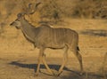 Greater Kudu (Tragelaphus strepsiceros) walking Royalty Free Stock Photo