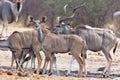 Greater kudu, Tragelaphus strepsiceros, at the waterhole Bwabwata, Namibia Royalty Free Stock Photo