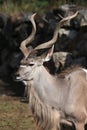 Greater kudu (Tragelaphus strepsiceros). Royalty Free Stock Photo