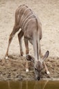 Greater kudu Tragelaphus strepsiceros. Royalty Free Stock Photo