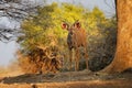 Greater Kudu - Tragelaphus strepsiceros woodland antelope found throughout eastern and southern Africa Royalty Free Stock Photo