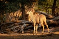 Greater Kudu - Tragelaphus strepsiceros woodland antelope found throughout eastern and southern Africa. Big antelope with long Royalty Free Stock Photo
