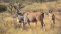 Greater kudu Tragelaphus strepsiceros is a woodland antelope Royalty Free Stock Photo