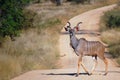 The greater kudu (Tragelaphus strepsiceros) Royalty Free Stock Photo