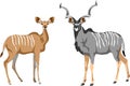 Greater kudu vector illustration