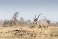 Greater kudu walking in savannah Royalty Free Stock Photo