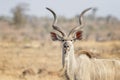 Greater kudu walking in savannah Royalty Free Stock Photo