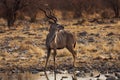 Greater Kudu in a waterhole in the Etosha National Park in Namibia Royalty Free Stock Photo