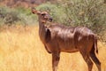 Greater kudu antelope standing in African bushes