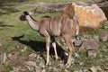 Greater kudu (Tragelaphus strepsiceros). Royalty Free Stock Photo