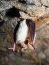 Greater mouse-eared bat