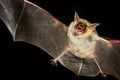 Greater mouse-eared bat isolated in black Royalty Free Stock Photo