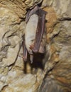 Greater mouse-eared bat ( Myotis myotis) Royalty Free Stock Photo