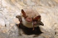 Greater mouse-eared bat ( Myotis myotis) Royalty Free Stock Photo