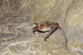 Greater mouse-eared bat ( Myotis myotis) Royalty Free Stock Photo