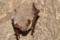 Greater mouse-eared bat Myotis myotis in the cave Royalty Free Stock Photo