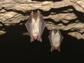 Greater mouse-eared bat Myotis myotis in the cave