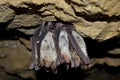 Greater mouse eared bat (Myotis myotis) Royalty Free Stock Photo