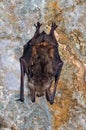 The greater mouse-eared bat (Myotis myotis) Royalty Free Stock Photo