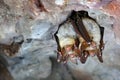 Greater mouse-eared bat, Myotis myotis, in the nature cave habitat, Cesky kras, Czech Rep. Underground animal sitting on stone. Wi