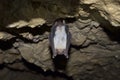 Greater mouse eared bat (Myotis myotis) Royalty Free Stock Photo