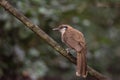 Greater Necklaced Laughingthrush on branch in nature