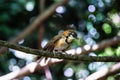 Greater Necklaced Laughingthrush on branch in nature