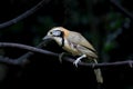 Greater Necklaced Laughingthrush Garrulax pectoralis