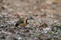 Greater Necklaced Laughingthrush