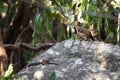 Greater Necklaced Laughingthrush