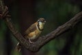 Greater Necklaced Laughingthrush in nature at Khao Yai National Park