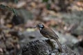 Greater Necklaced Laughingthrush