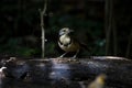 Greater necklaced laughingthrush