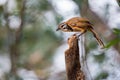 Greater Necklaced Laughingthrush searching for food