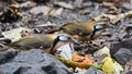 Greater Necklaced Laughingthrush