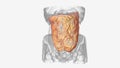 The greater omentum is the larger of the two peritoneal folds