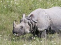 Greater One-horned Asian Rhino Royalty Free Stock Photo