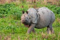 Greater one-horned Indian Rhino male approach Royalty Free Stock Photo